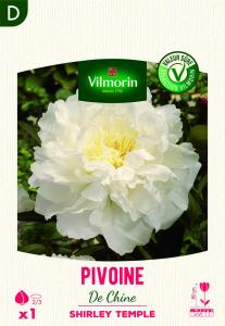 Pivoine De Chine Shirley Temple (x1)
